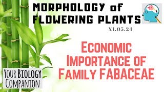 XI0524 – Economic Importance of Family FABACEAE  NEET  AIIMS  ExamForU [upl. by Ynnavoig925]