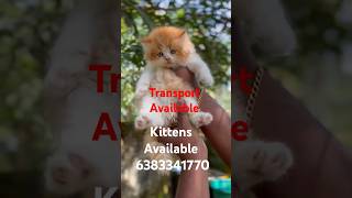 Kittens sale in maduraicoimbatorechennaiTrichyVelloreselamerodekittenssalekittenscatsale [upl. by Rundgren]