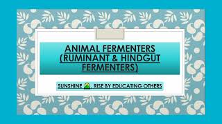 Ruminant Foregut and Hindgut Fermenters  Animal Fermenters [upl. by Enaitsirhc]