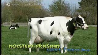 HolsteinFriesian dairy cattle in WestFriesland [upl. by Candide602]