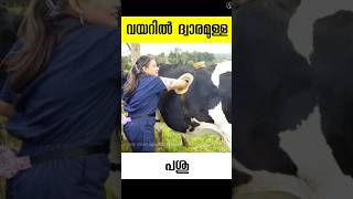 പശുവിൻ്റെ വയറിൽ കൈയിടാൻ ഒരു ധ്വാരം cannulaed cow malayalam facts shots [upl. by Etnoval]