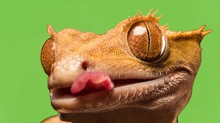 The Crested Gecko as a Pet A Comprehensive Guide to Care and Benefits [upl. by Nosreg]