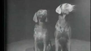 William Wegman Two Dogs amp Ball [upl. by Elsilrac]