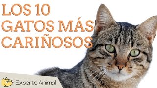 Los 10 gatos más cariñosos [upl. by Bradshaw]