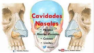 Anatomía  Cavidade Nasales Porción Ósea Límites Forámenes Coanas Meatos [upl. by Aimahc]