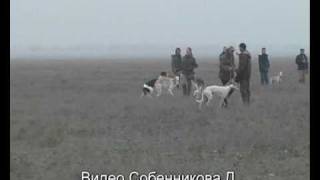 Russian Borzoi Hunting in Kalmykia [upl. by Nosidda]