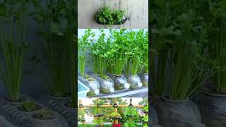 Easy coriander cultivation at home YouTube shortsreels videos [upl. by Ogaitnas]