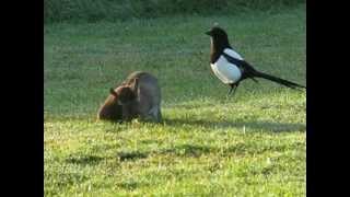 STOAT AND RABBIT PONTEFRACT PARK [upl. by Cornew299]