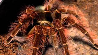 Tarantula feeding video 2 [upl. by Airuam]