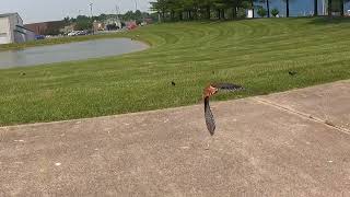 Falconry Kestrel hunting starlings [upl. by Gnohc612]