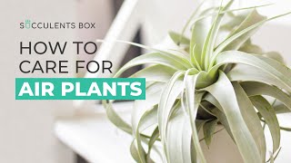 BEST TIPS HOW TO CARE FOR AIR PLANTS  AIR PLANT CARE GUIDE  TILLANDSIA CARE [upl. by Danuloff4]