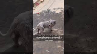 gaza a dog waits for his family to return فى غزة حيث تنتظر الكلاب عودة اصحابها المستحيلية [upl. by Ariak]