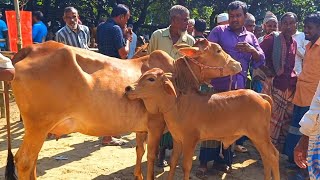 আজ November 23 2024  বাছুর সহ গাভী গরুর দাম  gavi goru dam   আফতাবগঞ্জ হাট দিনাজপুর [upl. by Hailee]