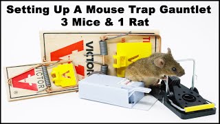 Setting Up A Snap Alert Mouse Trap Gauntlet In The Barn 100 Success Catch Rate  Mousetrap Monday [upl. by Lasyrc594]