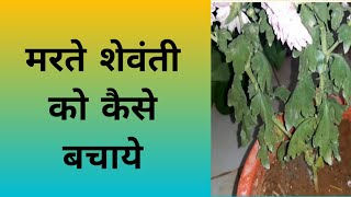 shevanti plant care  how to save shevanti  leaves treatment  fungus treatment [upl. by Inram]