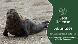 Seal Release at Hammonasset Beach State Park [upl. by Bromley465]