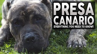 PRESA CANARIO 101 Everything You Need To Know About The Presa Canario [upl. by Addy]