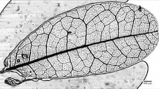 Photo Slideshow The Science Behind Leaf Vein Patterns [upl. by Daberath]