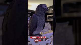 Cenerino a soli 5 mesi ♥️pablo15♥️Inteligente e tremendo 😂 cenere parrot [upl. by Arvin]