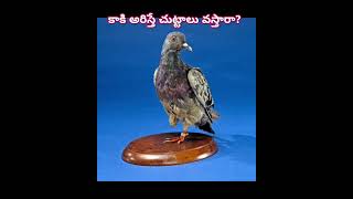 కాకి అరిస్తే ఇంటికి చుట్టాలు వస్తారా What is the connection between crows cawing and guests crow [upl. by Utir250]