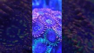 Utter chaos zoas [upl. by Tsew]