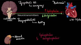 Regulation of cardiac activity  Body fluids and circulation  Biology  Khan Academy [upl. by Anigue]