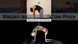 CATCOW POSE  Marjaryasana Bitilasana  Yoga for Spine Flexibility samatvamyog yoga shorts [upl. by Ayat147]