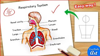 Human Respiratory system Diagram colour Drawing  Easy labelled science project poster chart making [upl. by Einnaoj]