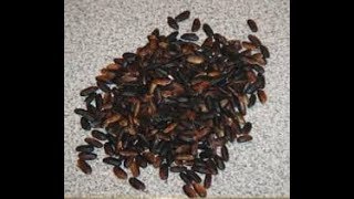 black japonica rice  How to Make Recipes  Easy Way To Learn Recipe [upl. by Dilaw]