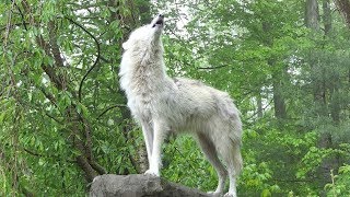 What 30 Wolves Howling Sounds Like [upl. by Anilehs]