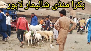 Bakra Mandi Shalimar Bagh Lahore Pakistan [upl. by Fujio230]