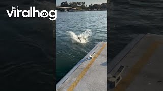 Kangaroo Jumps Off the Pier  ViralHog [upl. by Eanahs218]