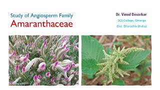 Study of Family Amaranthaceae by Dr V D Devarkar [upl. by Cameron]