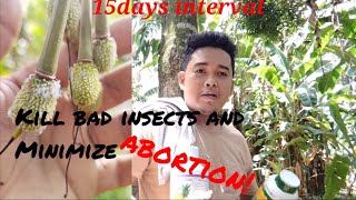 foliar fertilizer 15days intervals of spraying durian fruit durian farmersagriculture [upl. by Aeirdna]