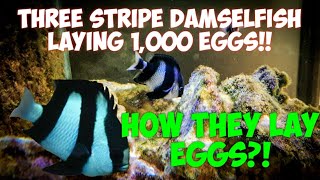 How Three Stripe Damselfish lay there eggs  Captive Breeding [upl. by Gladis887]