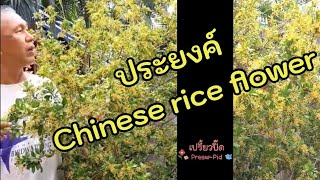 ประยงค์ Chinese rice flower  Aglaia odorata Lour [upl. by Arad]