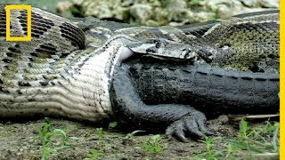 Rare  Ce python avale un alligator vivant [upl. by Suiravaj]