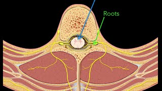 Spinal nerves [upl. by Mapel]