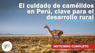 El cuidado de camélidos en Perú clave para el desarrollo rural  700  21 al 27 de octubre de 2024 [upl. by Meekyh]