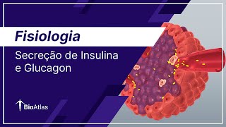 Secreção da Insulina e Glucagon no Pâncreas  Fisiologia  BioAtlas [upl. by Wsan]