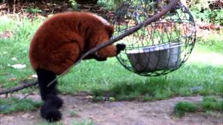 ZOO PARC DE BEAUVAL 5 Lémurien Vari Lemur [upl. by Nyletak168]