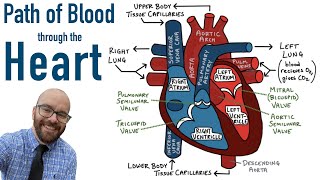 Path of Blood Flow through the Heart  Step by step through every chamber valve and major vessel [upl. by Salhcin623]