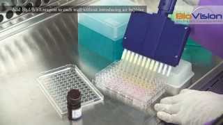 Cell Proliferation Assay Kit Video  Biovision Inc [upl. by Sidon147]