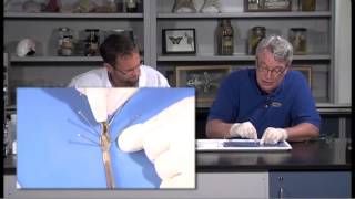 Detailed Earthworm Annelid Dissection Jr High High School and College Review [upl. by Olivie]