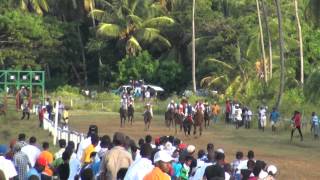 GUYANA HORSE RACING Norman Singh Memorial Turf ClubArima Park [upl. by Nevad]