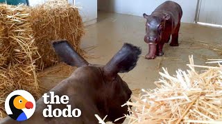 Baby Hippo Raised By Rhinos Meets A Hippo ❤️  The Dodo Go Wild [upl. by Chuch]