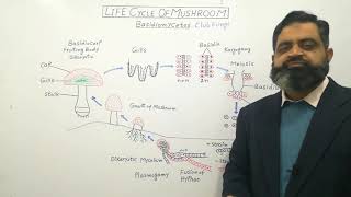 Basidiomycota Urdu Hindi medium profmasoodfuzail Life Cycle of Mushroom  Club Fungi [upl. by Nayra224]