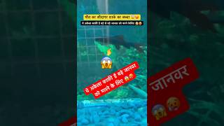 मौत का सौदागर शार्क का बच्चा 😱🥵  Shark Attack  Black Shark  White Shark shorts viralvideo yt [upl. by Ainit]