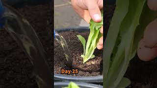 Growing Iceberg Lettuce from Seed to Harvest [upl. by Allrud349]