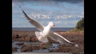 🐦Seagull Sounds 🕊️ BirdsTalking Animal Noises  Sonidos Gaviotas 🕊️ Pájaros Hablando Animales [upl. by Ymar]